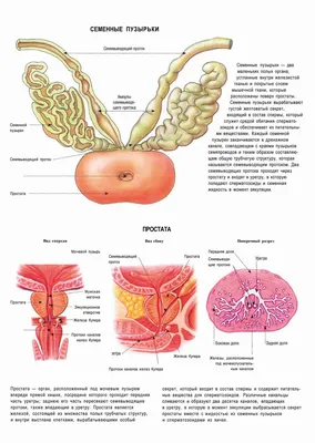 Простатит у мужчин: хронический и острый, симптомы, признаки и лечение в  ФНКЦ