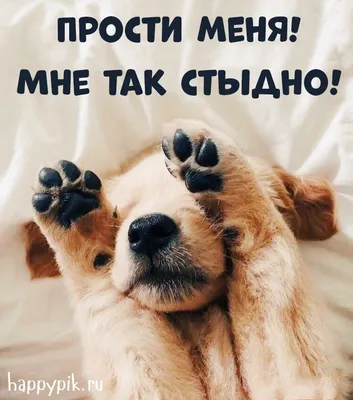 Прости меня 🙏#простименя#любимыйчеловеклюблютебя | TikTok