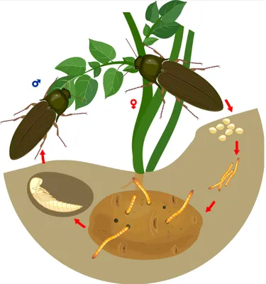 Как бороться с проволочником в огороде весной: чем обработать картофель или  участок | ivd.ru