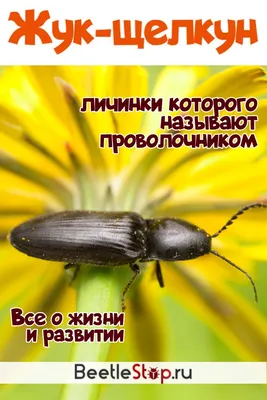 Проволочники (личинки жуков-щелкунов) | Насекомые-вредители и клещи |  «Сингента» в России