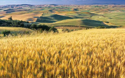 золотая пшеница в поле на закате, картина пшеницы, пшеница, Пшеничное поле  фон картинки и Фото для бесплатной загрузки