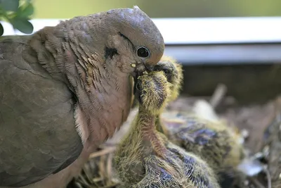 Птенец голубя. Выделения из клюва. - Лечение голубей - Форумы Mybirds.ru -  все о птицах