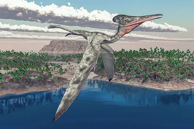 Птеродактиль (Pterodactylus) — фото, описание, размеры, среда обитания —  Dino Farm