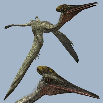 Птеродактиль – Pterodactylus – Птерозавры – Динозавры