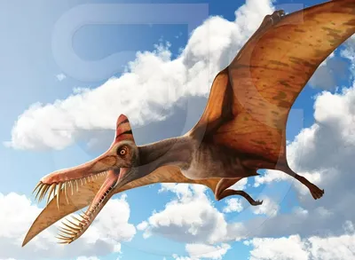 Птеродактиль динозавры птеродактиль птерозавр юрский период все о  динозаврах мезозойская эра