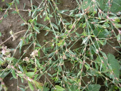 Polygonum aviculare - Изображение особи - Плантариум