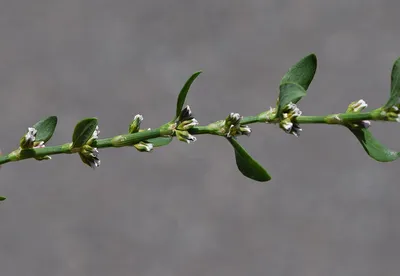 Polygonum aviculare - Изображение особи - Плантариум