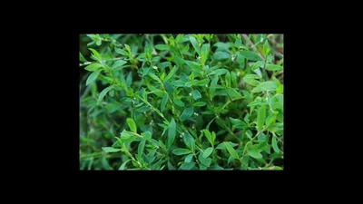 Polygonum aviculare - Изображение особи - Плантариум