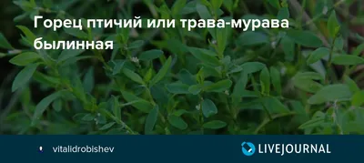 Ответы Mail.ru: Что за растение? Это птичья гречишка?
