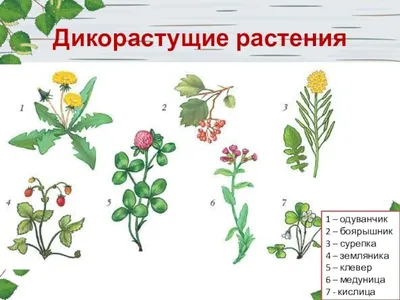 Polygonum aviculare - Изображение особи - Плантариум