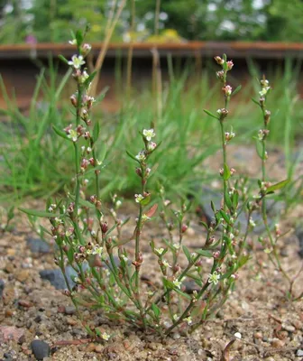 Изображение растения Polygonum aviculare. | Растения, Вид