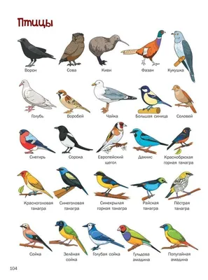 Птицы фото с названиями