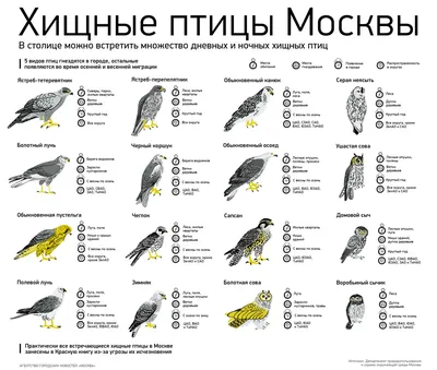 Водоплавающая перелетная птица - 69 фото