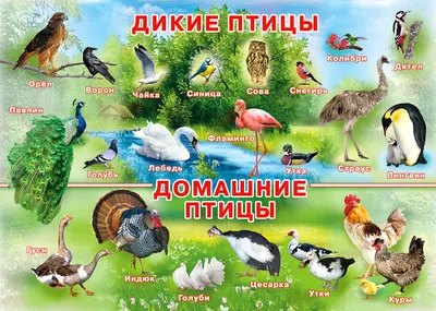 Названия птиц с картинками названия