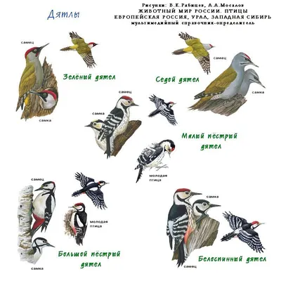 Картинки перелетных и зимующих птиц для детского сада с названиями