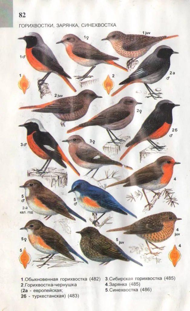 Картинки птиц с названиями