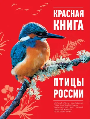 Эндемики России: какие птицы живут только в нашей стране? - Новости РГО