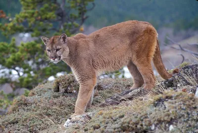 Puma | Saint Louis Zoo