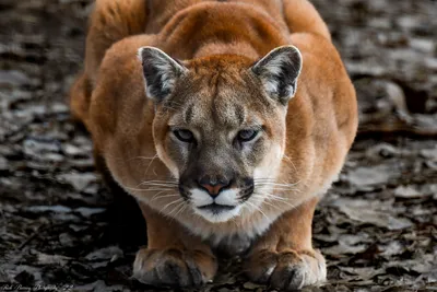 10 Amazing Puma Facts About These Mountain Lions