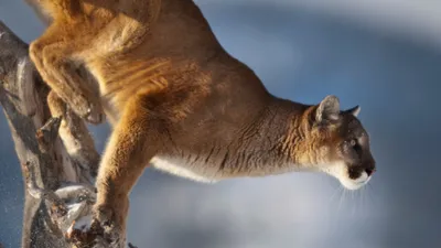 Puma Animal Facts | Felis concolor - A-Z Animals