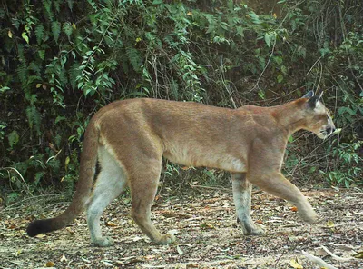 Rare Albino Puma Born at Zoo in Nicaragua