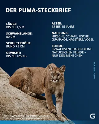 Puma Tikam - TIERART Wildtierstation - ein Projekt von VIER PFOTEN