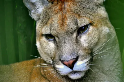 File:Puma (Puma concolor) at the Rio Doce state park 001.png - Wikipedia