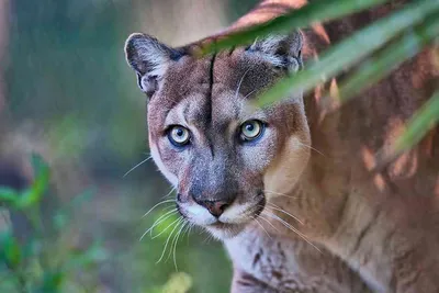 South American cougar - Wikipedia