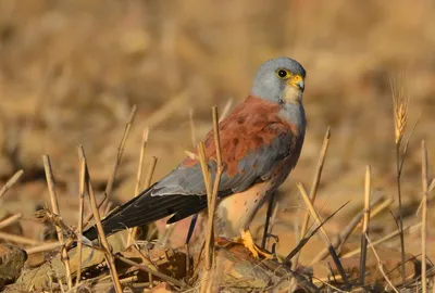 Степная пустельга (Фауна Казахстана) · iNaturalist