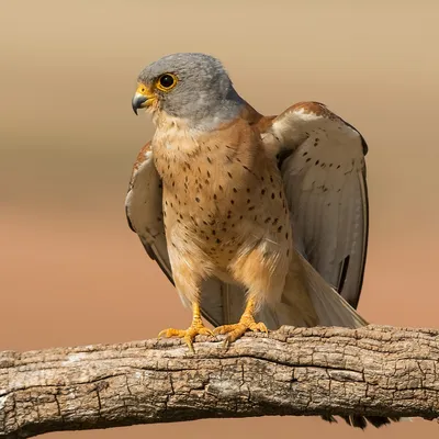 Обыкновенная пустельга (Falco tinnunculus) – Астраханский биосферный  заповедник