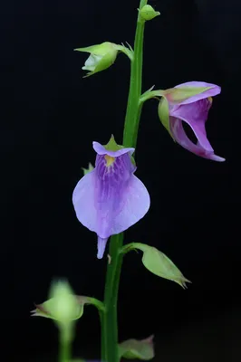 Пузырчатка обыкновенная (Utricularia vulgaris)