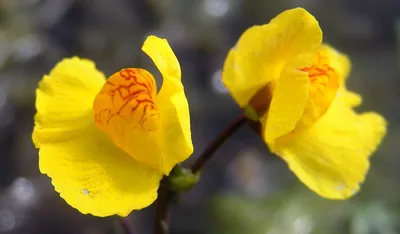 Пузырчатка обыкновенная (Utricularia vulgaris L.)