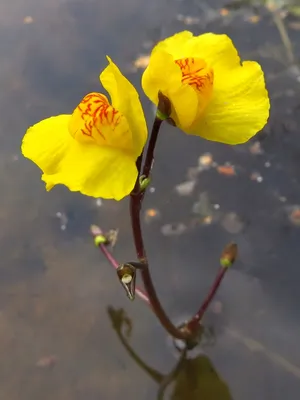 Пузырчатка обыкновенная (Utricularia vulgaris L.)