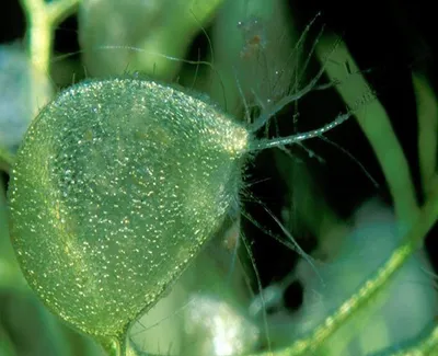 Пузырчатка горбатая растение: содержание, фото-видео обзор