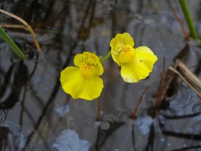 Пузырчатка обыкновенная (Utricularia vulgaris). Фото на сайте \"Грибы:  информация и фотографии\"