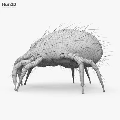 Чем опасен пылевой клещ, он, вызывает дискомфорт