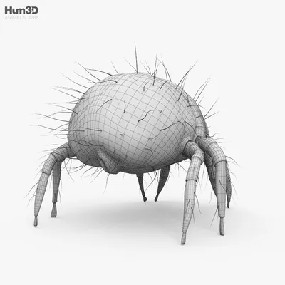 ЭкоПузырь - Пылевой клещ — это синатропный организм, то есть «живущий  вместе с человеком», который любит тепло (22–260°С) и влажность воздуха  выше 55%, наличие питательной базы в виде отмерших клеток человеческой кожи  (