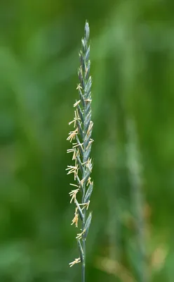 Пырей ползучий Многолетние злаковые сорняки | Syngenta