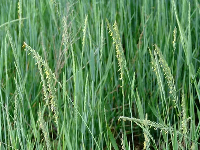 Пырей ползучий. - Elytrigia repens (L.) Nevski - сорняк: распространение,  хозяйственное значение, методы борьбы