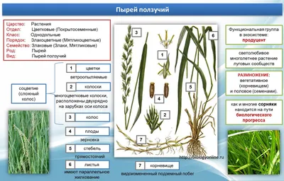 Лекарственное растение пырей ползучий Elytrigia Repens Фото Фон И картинка  для бесплатной загрузки - Pngtree