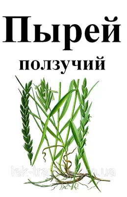 Дача.блог - Пырей. Народные названия: корень-трава, собачья трава,  червь-трава, житняк, собачий зуб, житец, понырь, ржанец, житвец, ортанец,  дандур. Пырей ползучий - известный и распространенный сорняк огородов. Все  сорные растения обладают невероятной ...