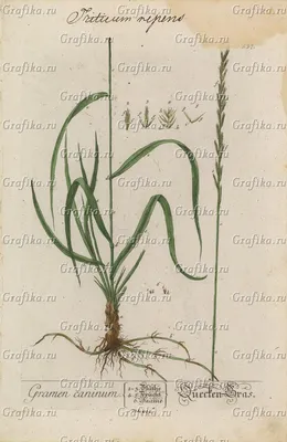 Elytrigia repens (L.) Nevski (Пырей ползучий)№ 207, Тюменская область,  Сургутский район, охранная зона заповедника \"Юганский\", стационар  Вачем-Пеу, на берегу р. Б. Югана, около палаток, 26.07.1985. Собрала и  определила Байкалова А.С. Фото № 927.