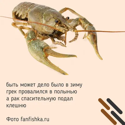 Рак желтый тигровый (Cherax papuanus) купить | Аквамир Тольятти