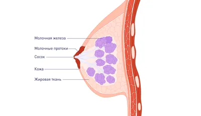 Рак молочной железы: симптомы, диагностика и профилактика