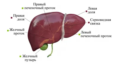 Рак печени фото больных