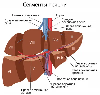 Рак печени признаки, симптомы и диагностика