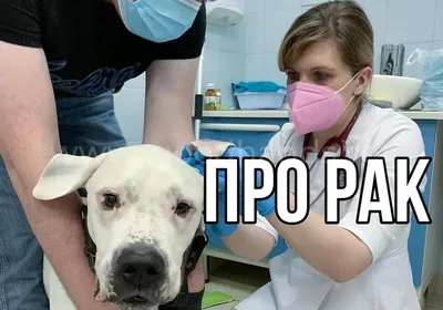 Обнаружение рака: собаки, обученные вынюхивать рак с высокой точностью | 🐶  Хвостатые друзья 🐱 | Дзен