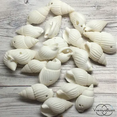 Морские ракушки для дизайна, декора, рукоделия, изготовления украшений  купить по цене 200 ₽ в интернет-магазине KazanExpress