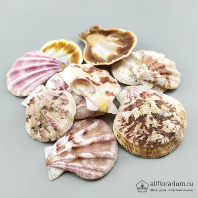 Конфеты шоколадные \"Дары моря\" Морские ракушки, 250г - купить с доставкой  по выгодным ценам в интернет-магазине OZON (531882764)