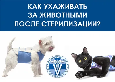 WikiVET Попона для кошки послеоперационная на молнии после кастрации